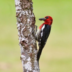 Red-breasted Sapsucker