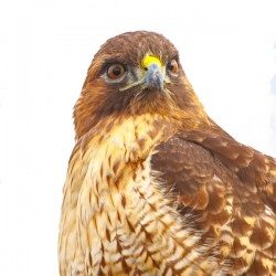 Red tailed Hawk Stare