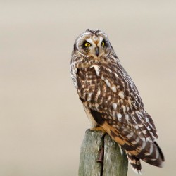 Short eared Owl On Post