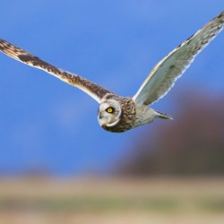 Short-eared Owl Flying In Rural Washington State
