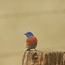 Western Bluebird
