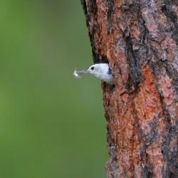 White breasted Nuthatch