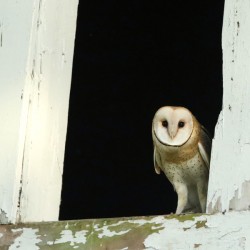 Barn Owl Peeking Out Of Her Window After Waking For the Day
