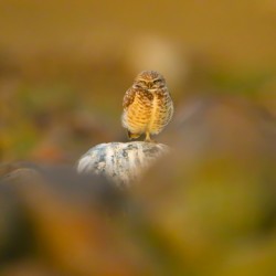 Burrowing Owl At Sunset