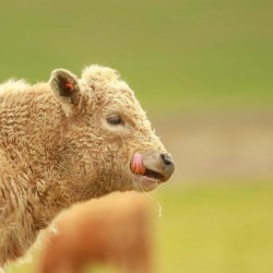 Cute Calf