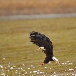 Bald Eagle Landing To Eat Off A Carcass