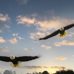 Bald Eagles Flying Over the Bay