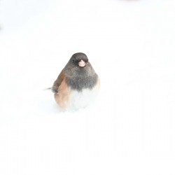 Dark-eyed Junco In the Snow