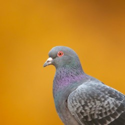 Common Pigeon Indeed  