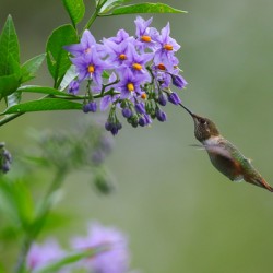 Rufous Hummingbird 