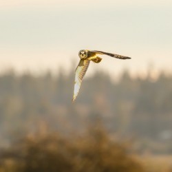 Short-eared Owl In Flight