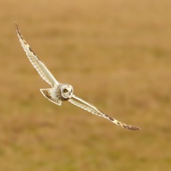 Short-eared Owl Flying Over Field