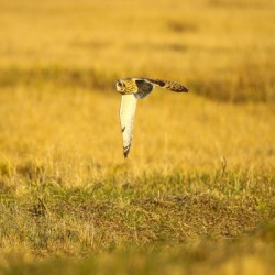 Short-eared Owl Flying At Sunset