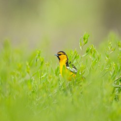 Bullocks Oriole