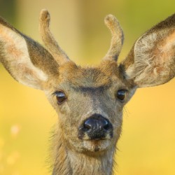 Young Buck