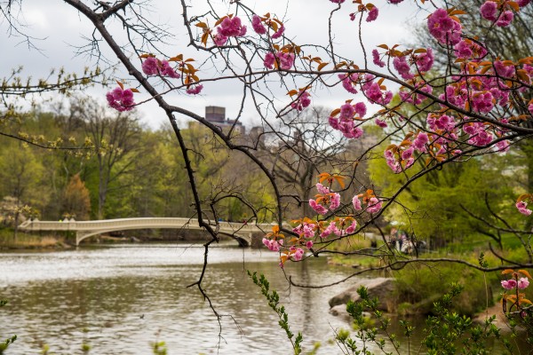 Central Park Print