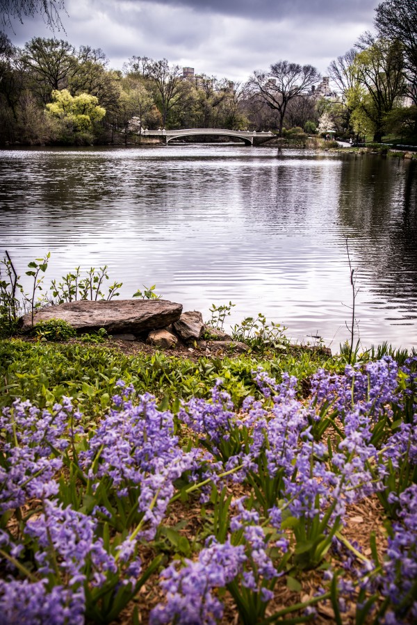 Central Park Print