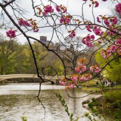 Central Park