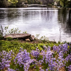 Central Park
