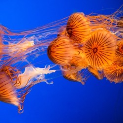 Jelly Fish