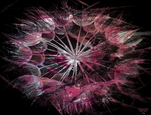 Pink Dandelion