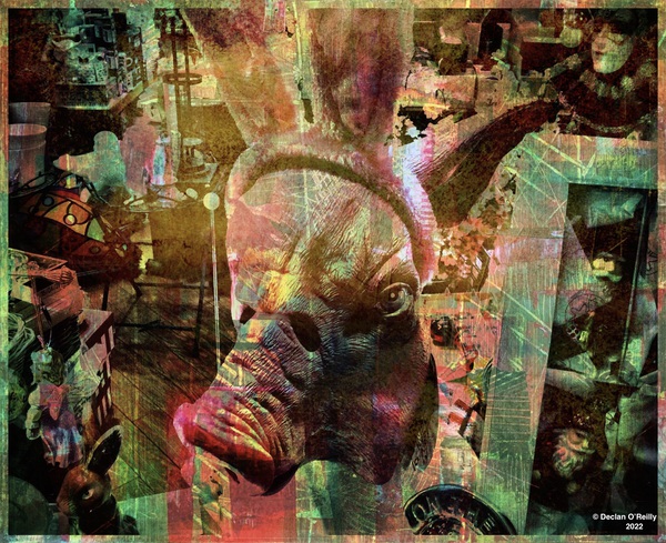 Pig Headed-3 by Declan O Reilly