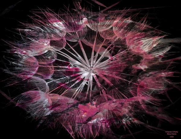 Pink Dandelion Print