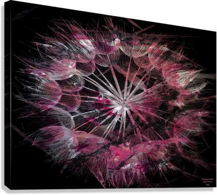 Pink Dandelion Canvas Print