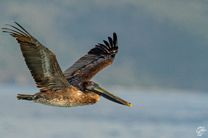 Apple Bay Pelican