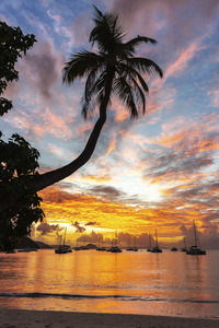 Sunset Palm   Cane Garden Bay