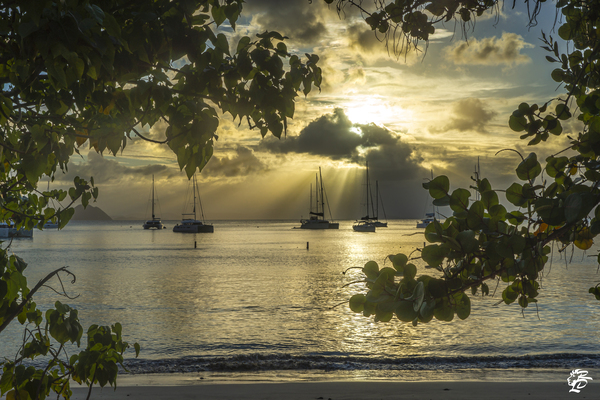 Cane Garden Sunset Print