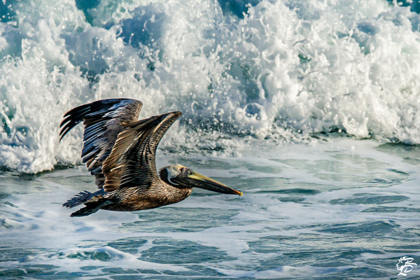 Surfing Pelican  Print