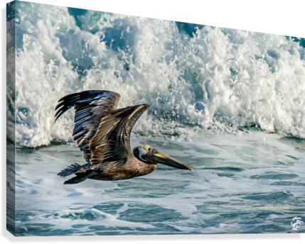 Surfing Pelican  Canvas Print