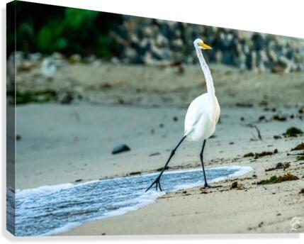 Its Cold  Canvas Print