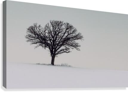 Loner Tree Canvas Print