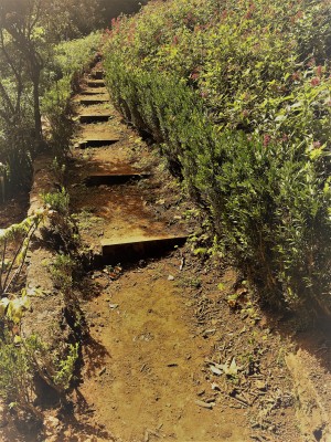 Madeira   V