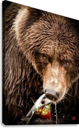 Snacking Bear Canvas Print