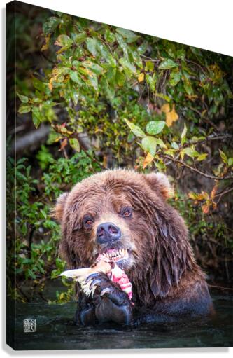 Crunchy Bear Canvas Print