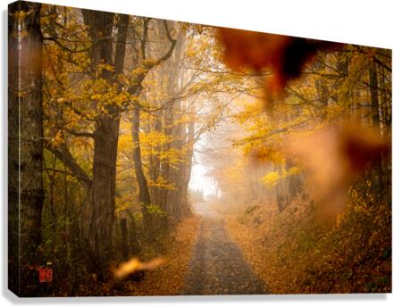 Yellow Woods  Canvas Print