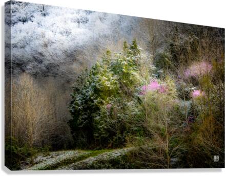 Winter Bloom  Canvas Print