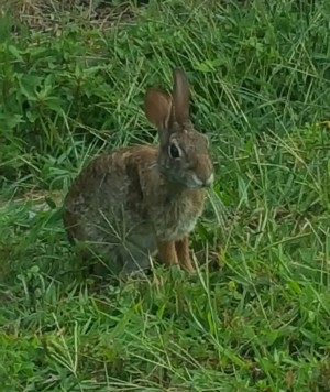 Yard Rabbit Print
