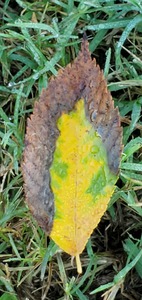 Leaf Transformations