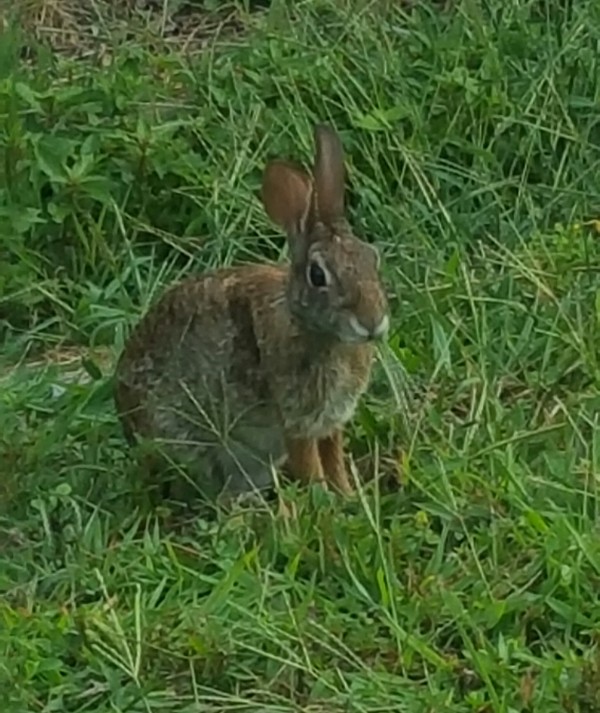 Yard Rabbit Print
