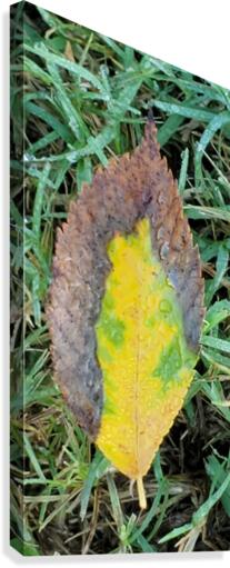Leaf Transformations Canvas Print