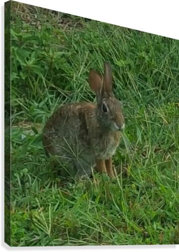 Yard Rabbit Canvas Print