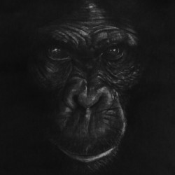 The King Ape