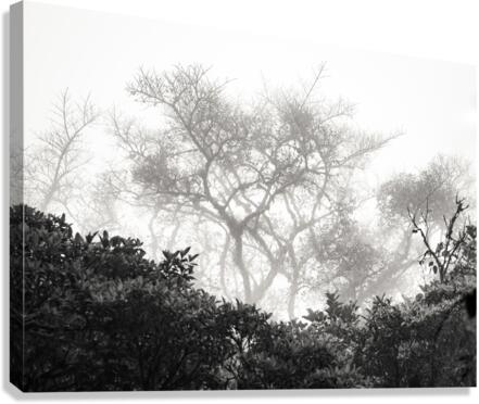 Silent Winds Canvas Print