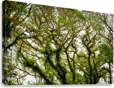 Trees Canvas Print