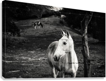 Macho Canvas Print