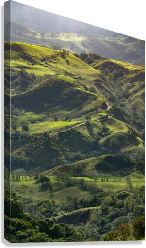 Sendero Verde Canvas Print